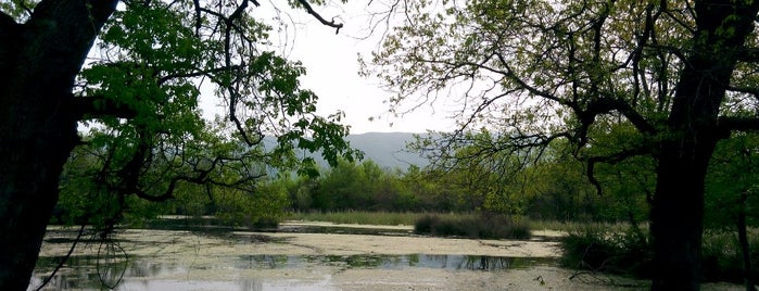 Karacabey Longoz Ormanı is one of Posti salvati di 🇹🇷sedo.