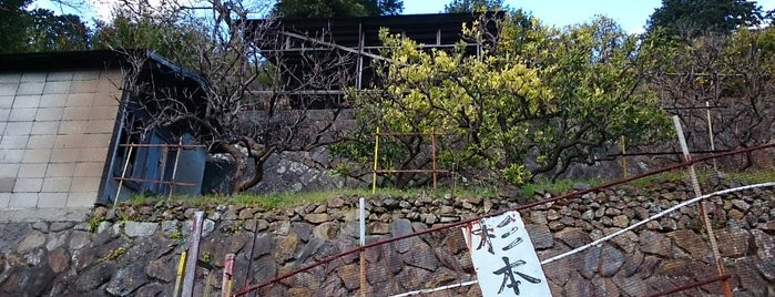 杉本農園 is one of 小田原箱根.