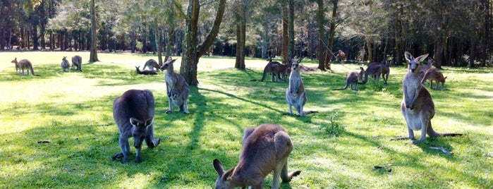 Kangaroo Park is one of Austrália.