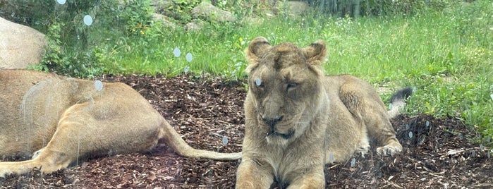 Zoo Schwerin is one of Best of Schwerin.