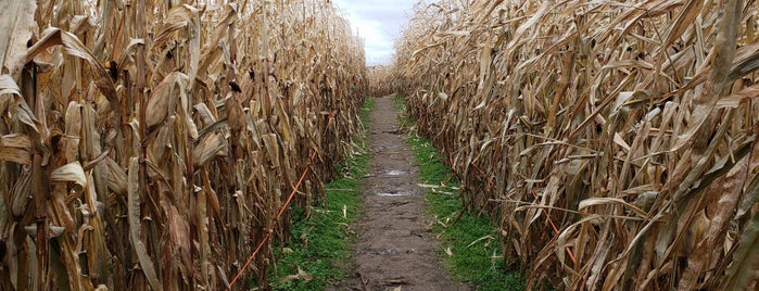 Corn Maze is one of A & A DAY TRIPPIN.