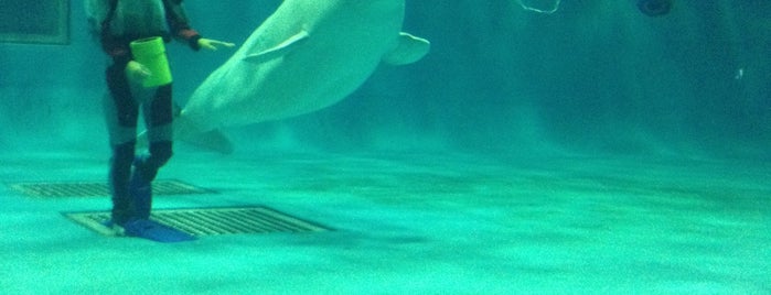 AQUAS is one of Top picks for Aquariums.