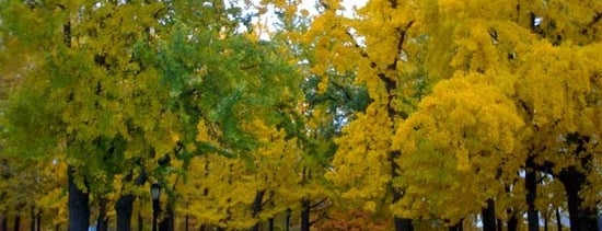 Fort Greene Park is one of Fall Foliage in NYC Parks.