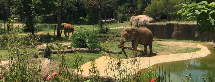 Elephant Enclosure is one of Volleyball Adventures In Birmingham.