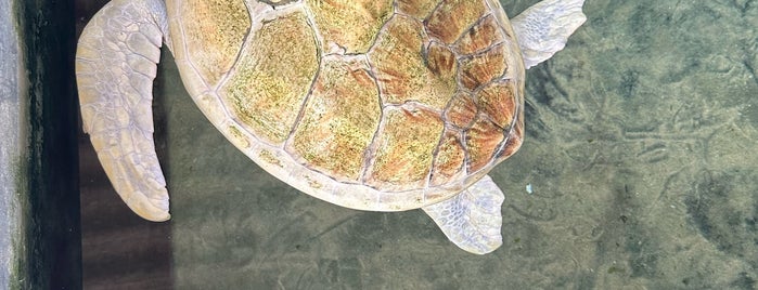 Kosgoda Turtle Conservation Project is one of Srí Lanka.