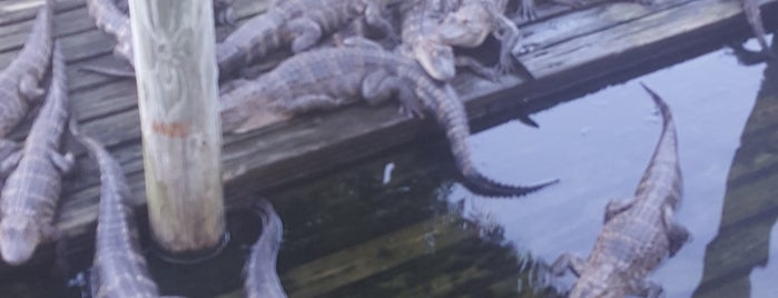 Gatorland - Jungle Crocs is one of Lugares favoritos de Lizzie.