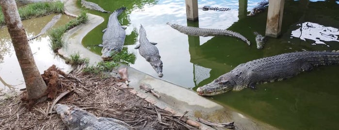 Crocodile Farm, Tuaran is one of Places I've visited so far.