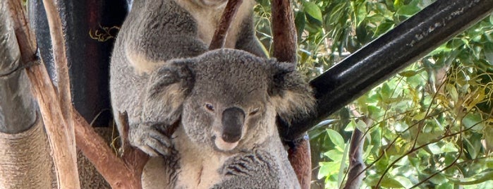 Koala Exhibit is one of 2018.