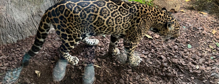 Lion and Jaguar Habitat is one of San Diego for Ethan.