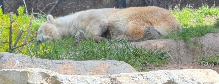 Polar Bear Plunge is one of 🇺🇸 San Diego.