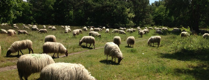 Bussumerheide is one of Locais curtidos por Petri.