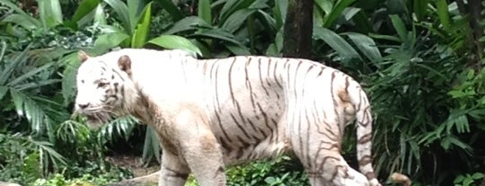 Singapore Zoo is one of Singapore.