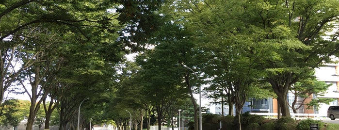 Tohoku Univ. Aobayama campus is one of Joggernout.