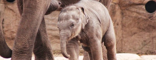 Chester Zoo is one of Museums of 2014.