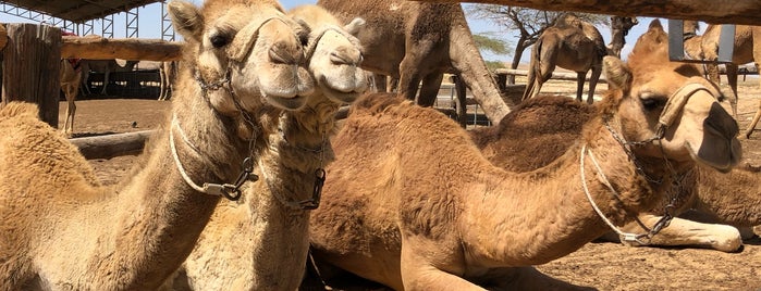 Camel Rancho In Negev is one of Israel.