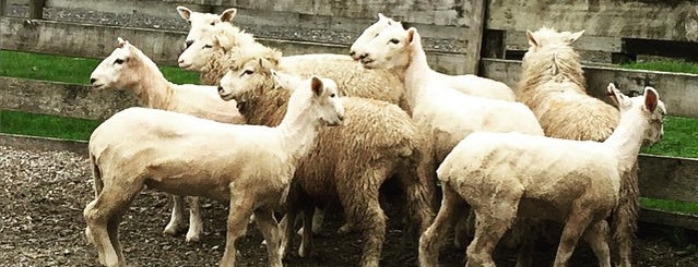 Sheep World is one of Daniel'in Kaydettiği Mekanlar.