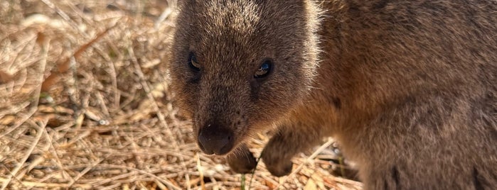 Rottnest Island is one of Perth, WA.