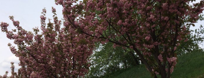 Національний ботанічний сад ім. М. М. Гришка / Gryshko National Botanic Garden is one of Lieux qui ont plu à Anna.