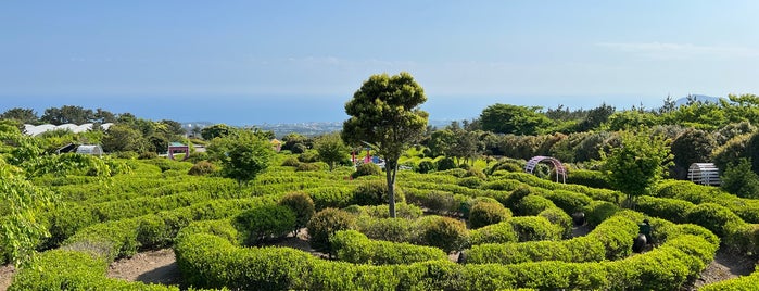 Green Tea Maze is one of 제주.