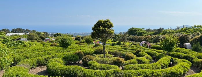 녹차미로공원 is one of 제주.