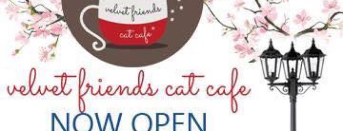 Velvet Friends Cat Cafe is one of PAPJA Itirenary.