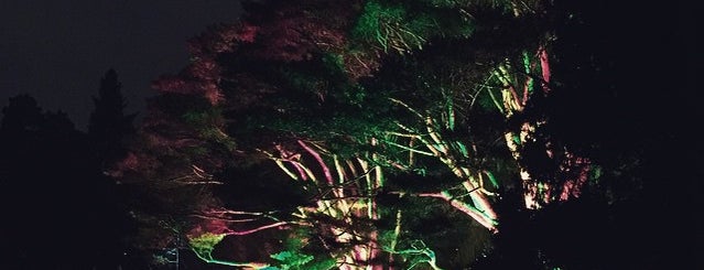 Illumination at The Morton Arboretum is one of To do list 2.