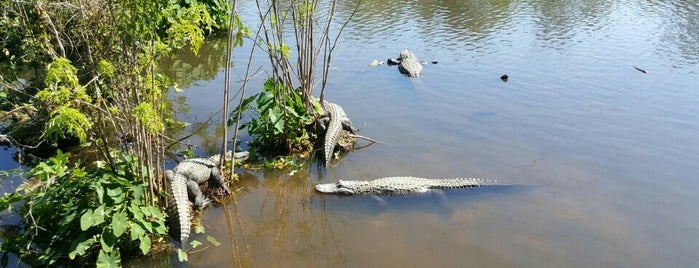 Breeding Marsh @ Gatorland is one of Lugares favoritos de Lizzie.