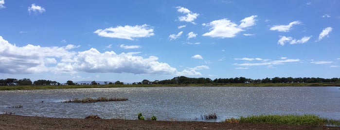 Kanuimanu Pond at Kealia Pond NWR is one of MAUI.