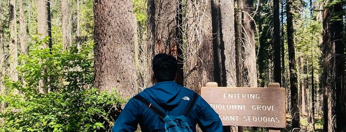 Tuolumne Grove of Giant Sequoias is one of Been There, Done That, Couldn't Check-In.