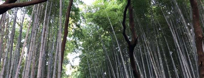 Sagano, 嵯峨野、嵐山 Bamboo Forest is one of Tokyo.