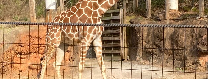 Giraffe Exhibit is one of Posti che sono piaciuti a Jennifer.