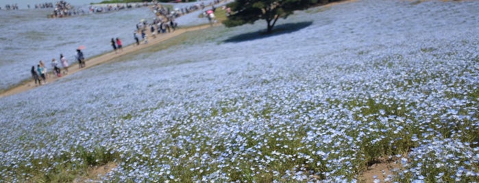 Hitachi Seaside Park is one of Lugares favoritos de phongthon.