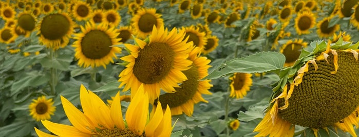 Grinter's Sunflower Farm is one of Great Kansas City area to-do list.