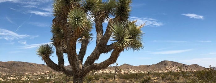 Joshua Tree National Park is one of USA Road Trip 2019.