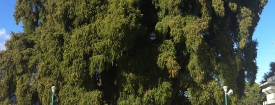 Árbol del Tule is one of OAXACA.