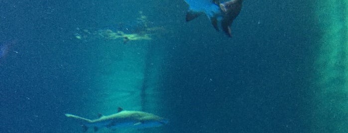 Shark Reef Aquarium is one of สถานที่ที่ Bryant ถูกใจ.