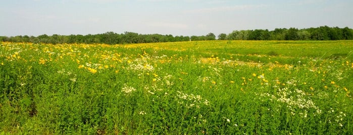 Deer Grove Forest Preserve is one of Posti che sono piaciuti a Scarty.