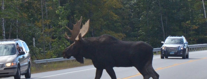 Gorham Moose Tour is one of Activities for Romus.