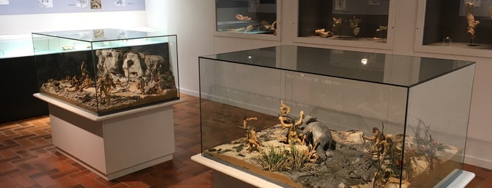 Musée de Paléontologie Humaine de Terra Amata is one of Nice.