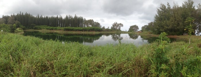 Kapalua Walking Trails is one of Morganさんのお気に入りスポット.