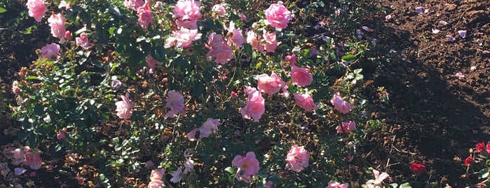 Rose Garden is one of Places Visited.