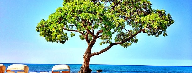 Beach Tree is one of Marciaさんのお気に入りスポット.