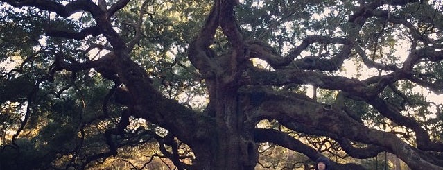 Angel Oak Tree is one of Charleston.