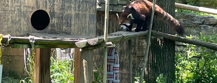 Red Panda Exhibit is one of Things To Do --- NEAR Home.