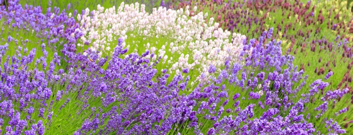 Pelindaba Lavender Farm is one of San Juan Island Tour.