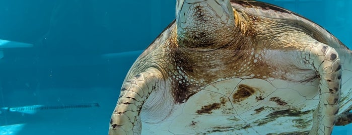 Loggerhead Marinelife Center is one of Trips south.