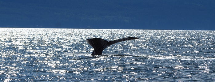Vancouver Whale Watch is one of Vancouver / British Columbia / Kanada.
