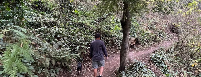 Interior Greenbelt is one of Hiking trails in and around San Francisco.