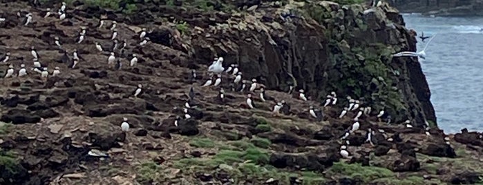 Puffin Viewing Site is one of Canada.