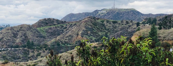 The Hollywood Hill is one of LA.